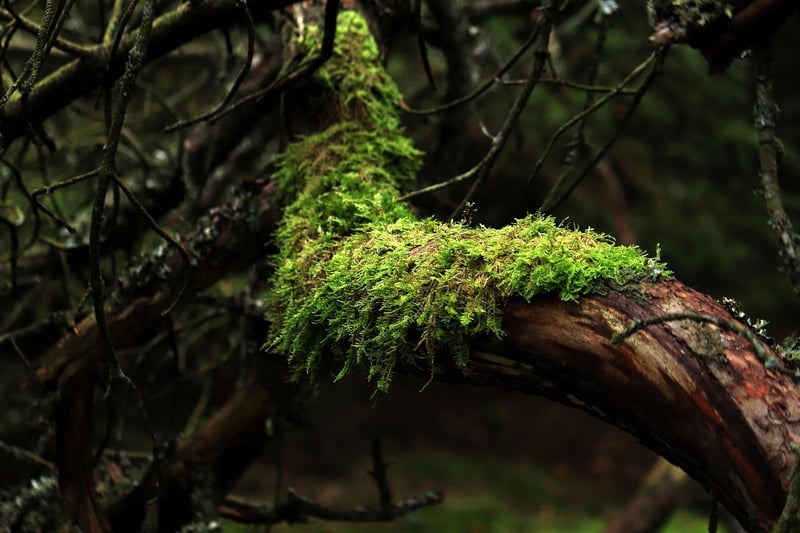 Moss Table Runner