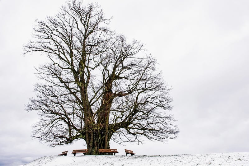 Tree Silhouette